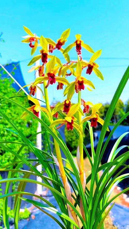 野生蕙兰品种有哪些？-图3