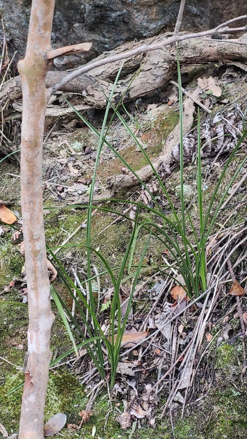 野生蕙兰品种有哪些？-图2