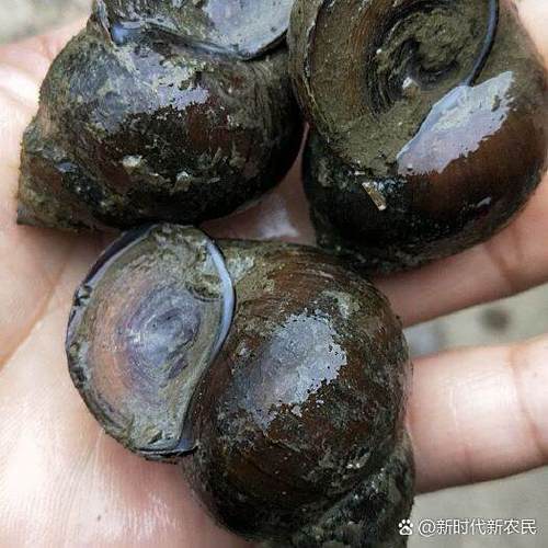 泥鳅黄鳝混养关键技术有哪些？-图3