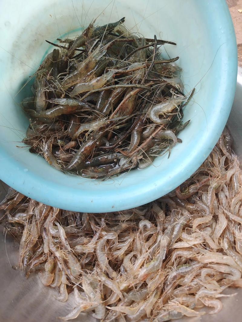 野生河虾怎么养?视频技术有哪些要点?-图2 野生河虾怎么养?视频技术有哪些要点?-图2