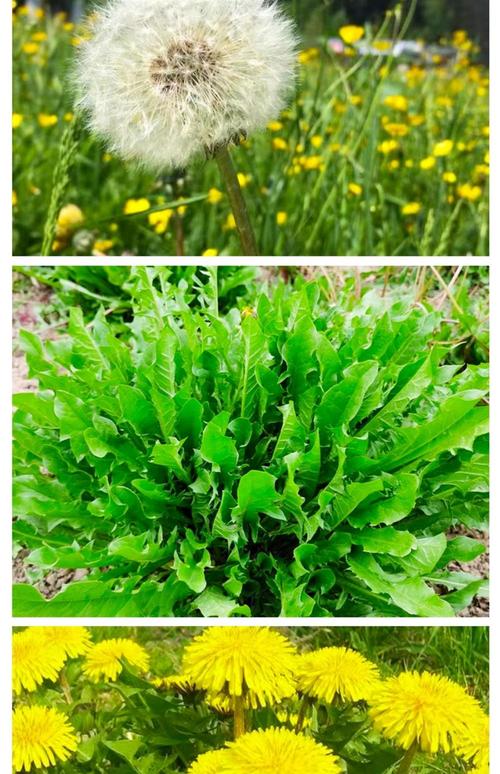 中国蒲公英品种到底有多少种?-图1 中国蒲公英品种到底有多少种?-图1