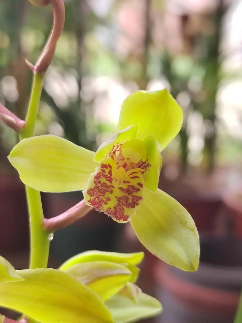 贵州兰花品种有哪些？-图3