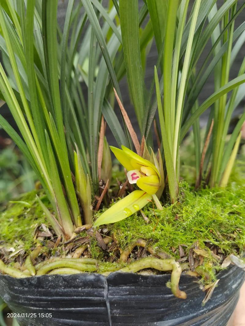 贵州兰花品种有哪些？-图2