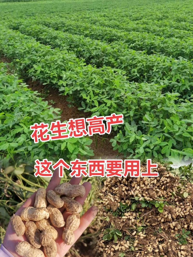 北方花生高产种植技术有哪些关键要点？-图2