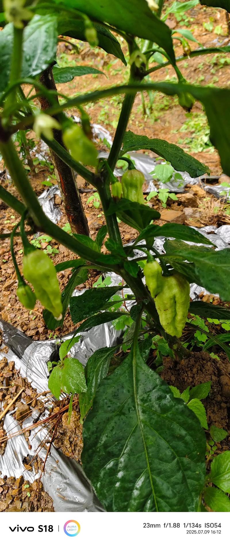 工业辣椒种植技术视频有哪些关键要点？-图3