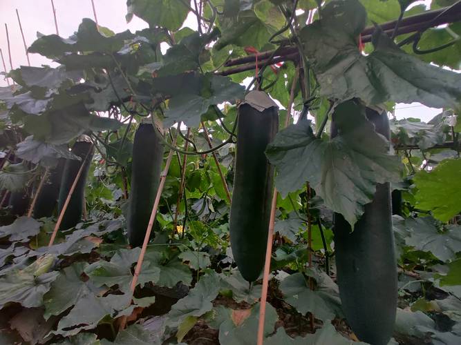 海南黑皮冬瓜种植技术有哪些要点？-图1