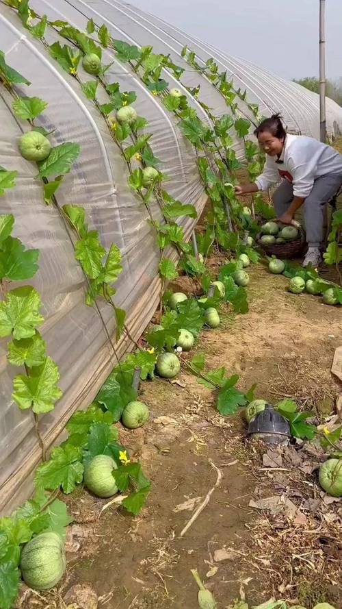 香瓜露天高产种植技术有哪些要点？-图1