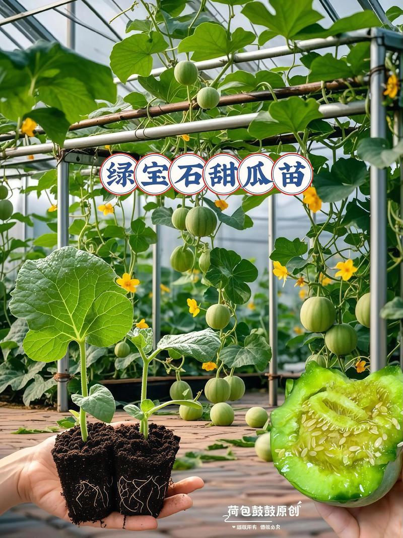 香瓜露天高产种植技术有哪些要点？-图2