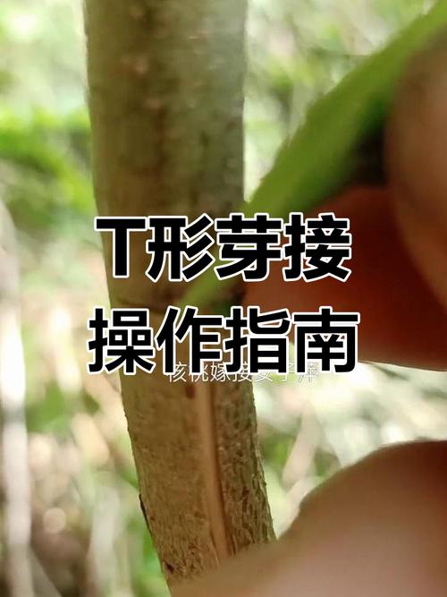 桃树夏季高位嫁接怎么操作？-图2