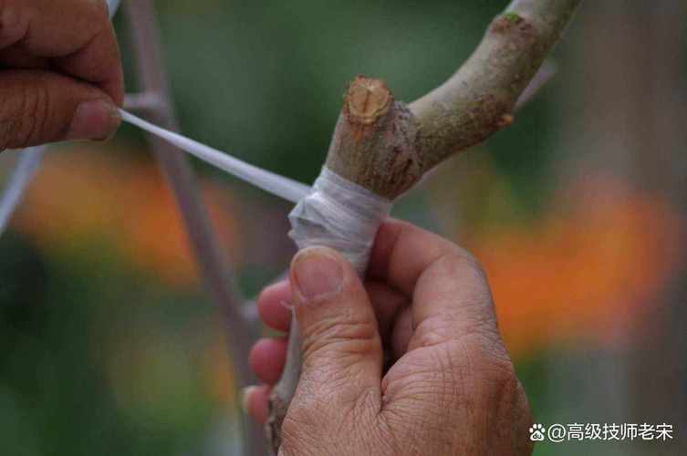桃树夏季高位嫁接怎么操作？-图3