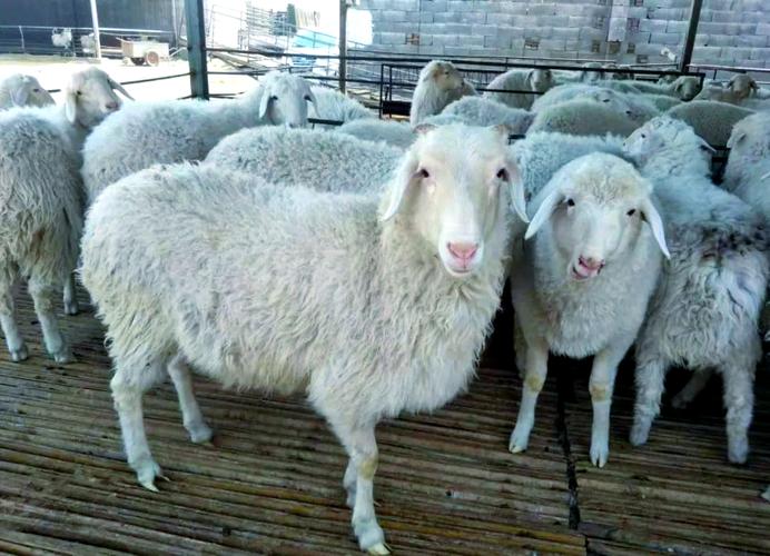 小尾寒羊人工授精技术要点有哪些?-图2 小尾寒羊人工授精技术要点有哪些?-图2