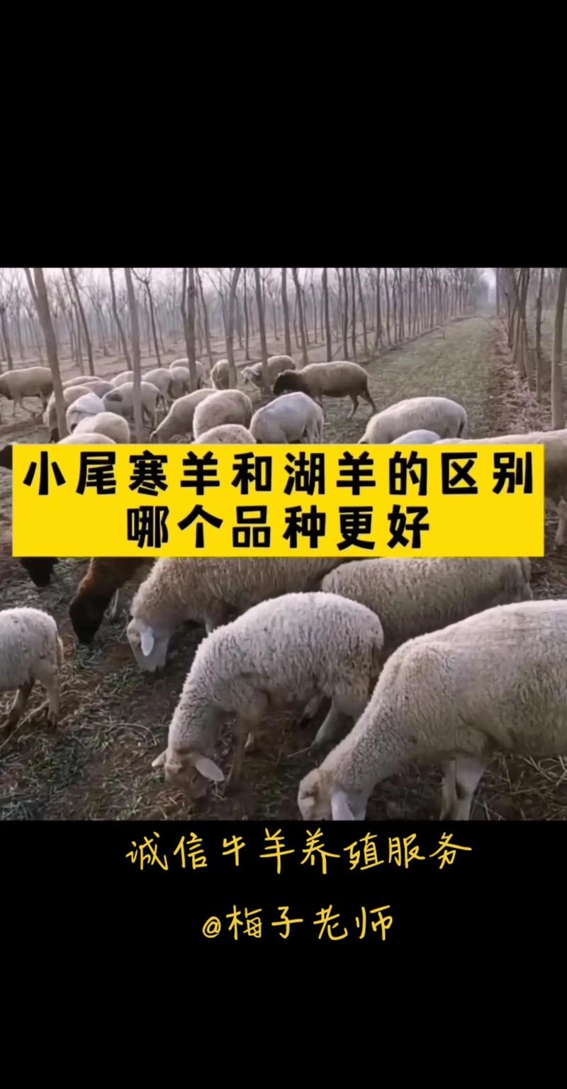 小尾寒羊人工授精技术要点有哪些?-图1 小尾寒羊人工授精技术要点有哪些?-图1