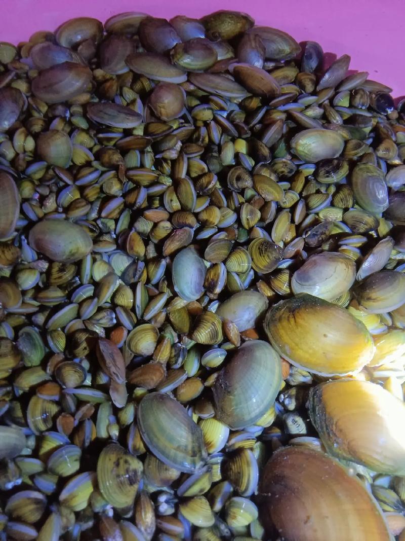 常见淡水养殖贝类有哪些品种？-图2