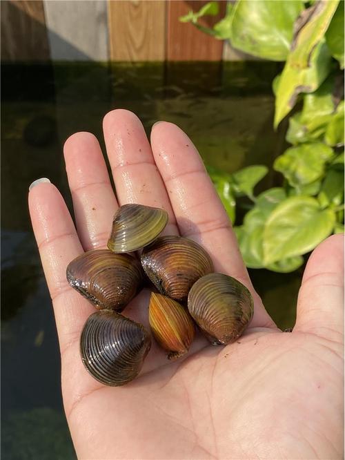 常见淡水养殖贝类有哪些品种？-图1