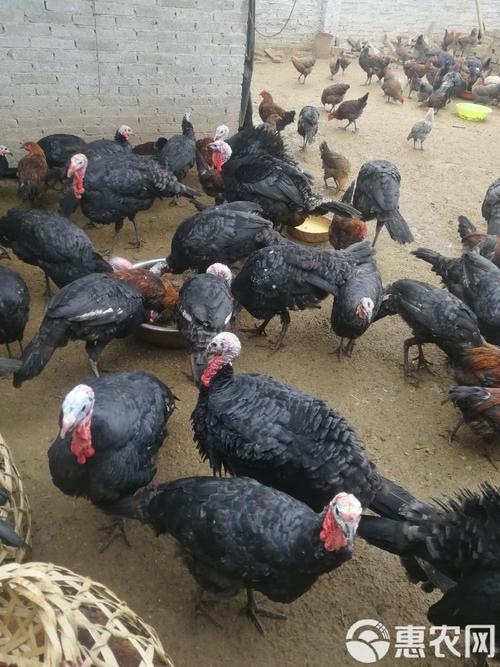 农家放养火鸡，什么品种最合适？-图2