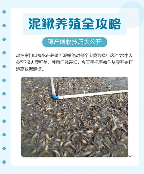 泥鳅养殖技术方法有哪些关键要点？-图1