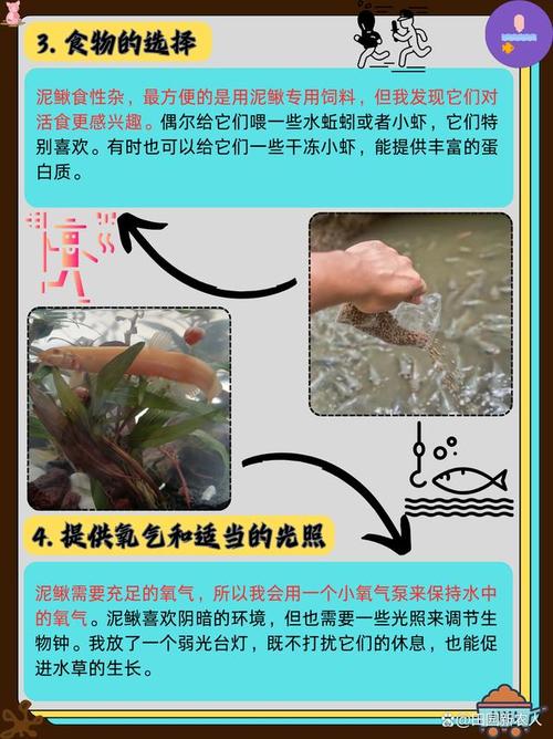 泥鳅养殖技术方法有哪些关键要点？-图2