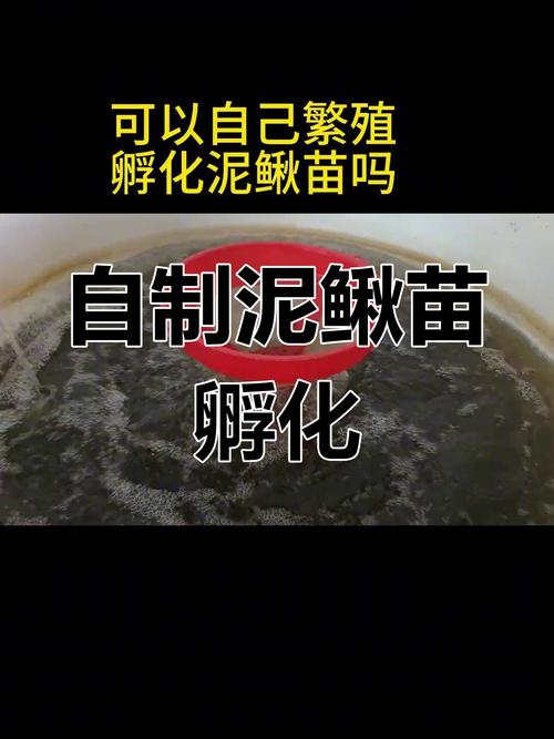 泥鳅养殖技术方法有哪些关键要点？-图3