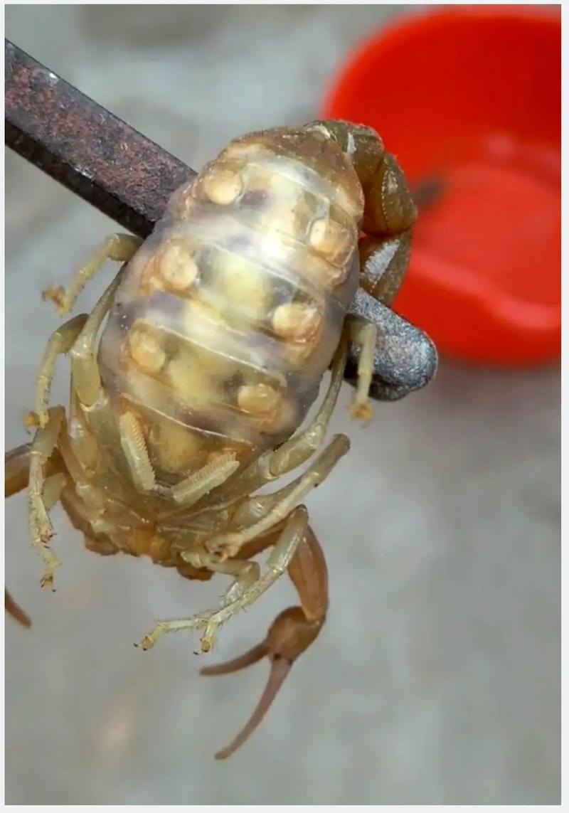 蝎子养殖技术成熟，国际市场如何？-图1