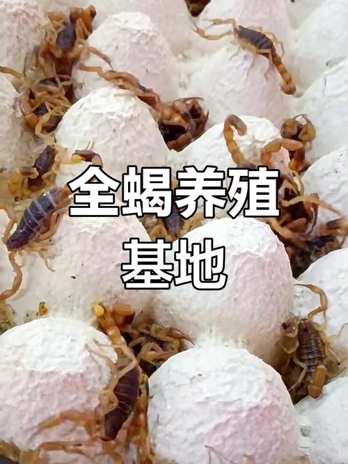 蝎子养殖技术成熟，国际市场如何？-图2