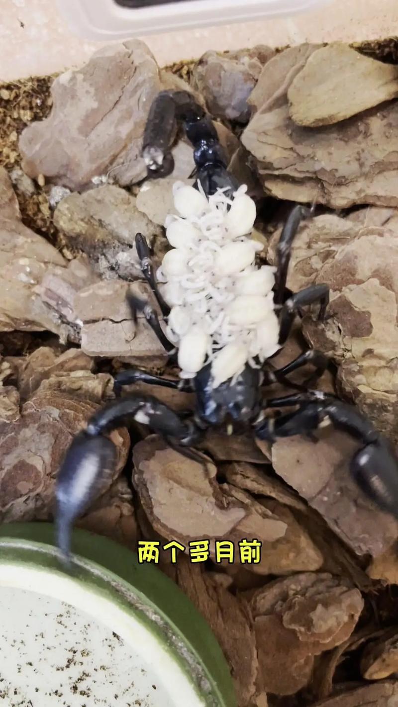 蝎子养殖技术成熟，国际市场如何？-图3