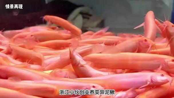 红色泥鳅哪里有养殖？-图1