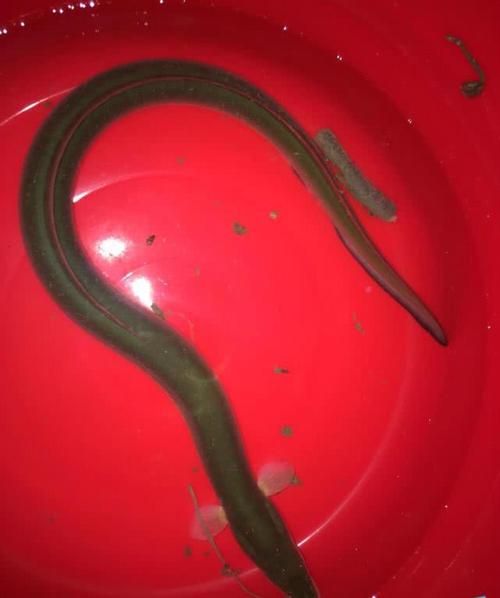 红色泥鳅哪里有养殖？-图2