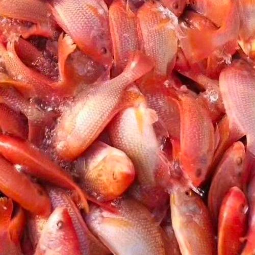 红色泥鳅哪里有养殖？-图3