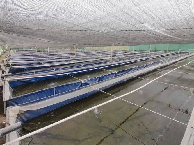 湖南水蛭养殖技术视频怎么学？-图3