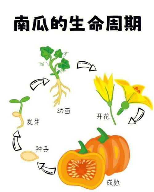 日本南瓜大棚种植技术有哪些关键要点？-图3