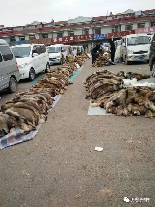河北尚村皮毛价格现在怎么样？-图1