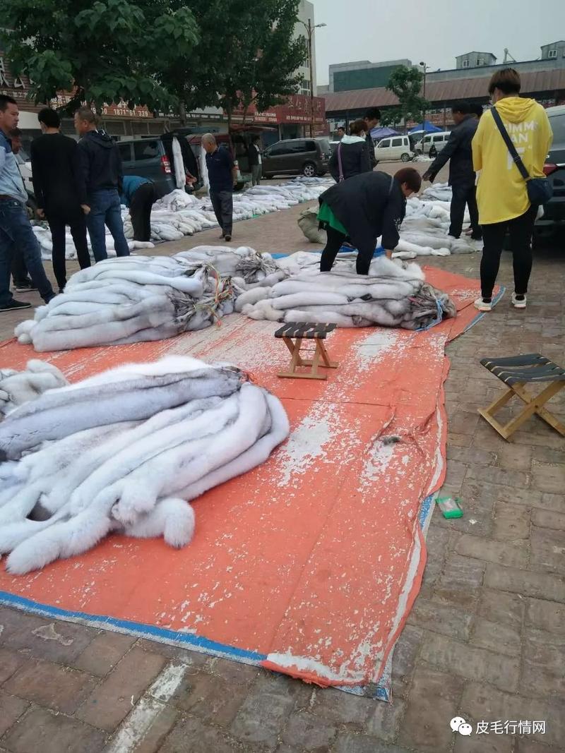 河北尚村皮毛价格现在怎么样？-图2