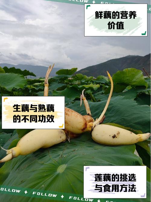 莲藕品种怎么选？-图1