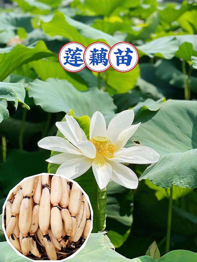 莲藕品种怎么选？-图3