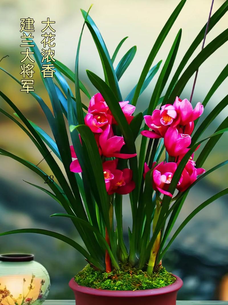 建兰哪个品种最勤花？-图1