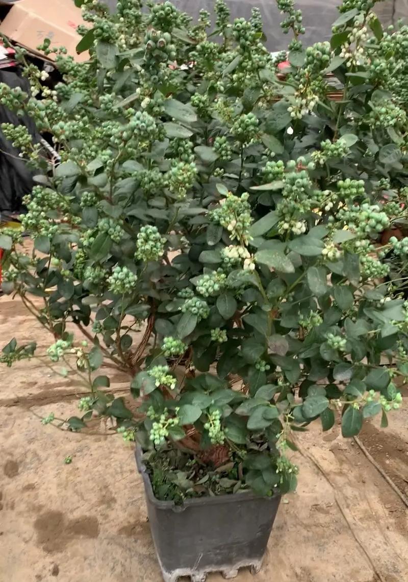 盆栽蓝莓哪个品种最好养又高产？-图2