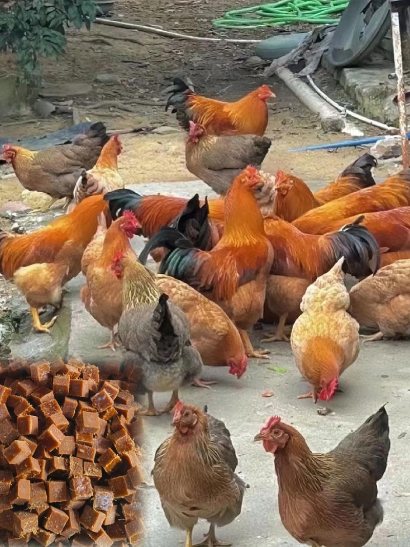 家禽养殖技术视频，新手能快速学会吗？-图2