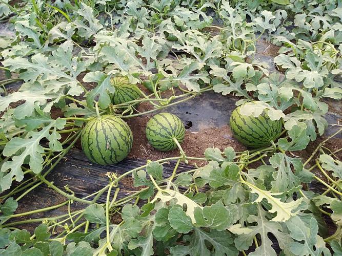 大棚小凤西瓜怎么种才能高产?-图1 大棚小凤西瓜怎么种才能高产?-图1