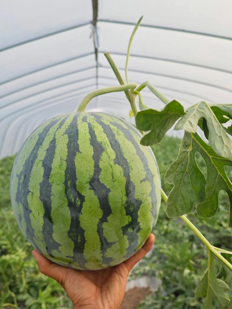 大棚小凤西瓜怎么种才能高产?-图2 大棚小凤西瓜怎么种才能高产?-图2