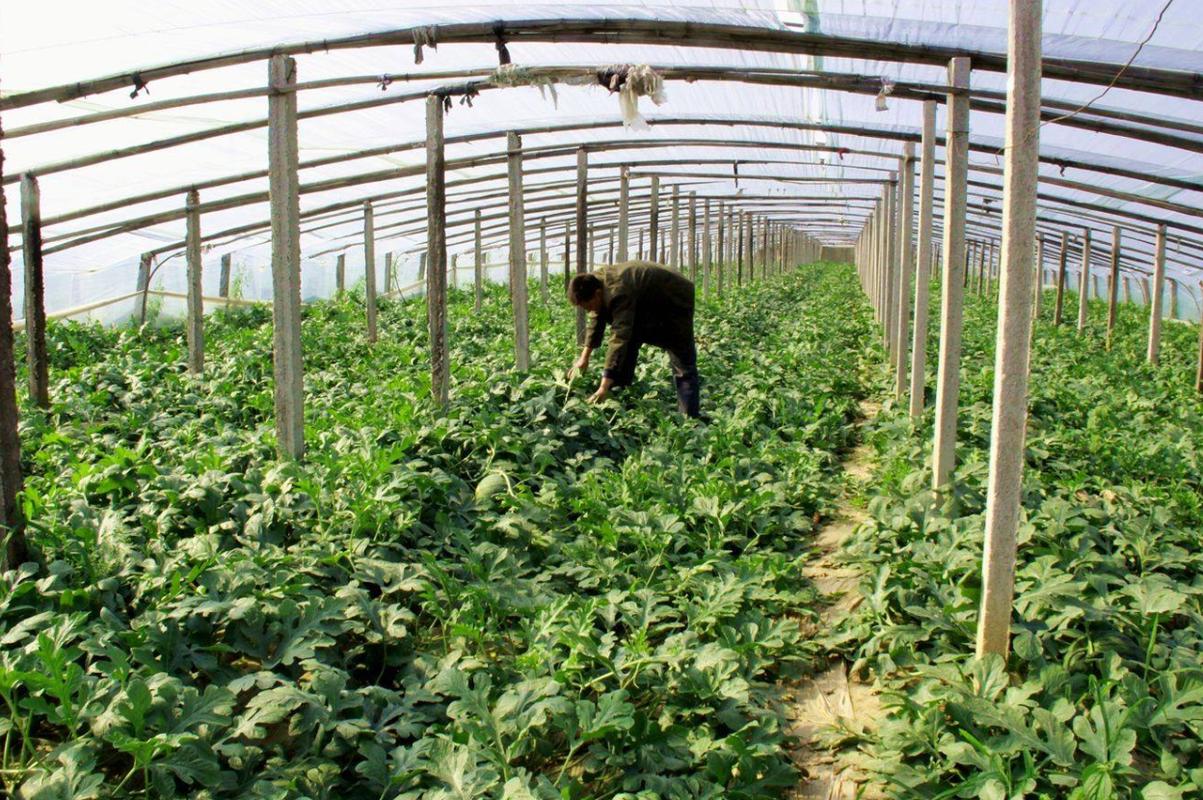 大棚小凤西瓜怎么种才能高产?-图3 大棚小凤西瓜怎么种才能高产?-图3