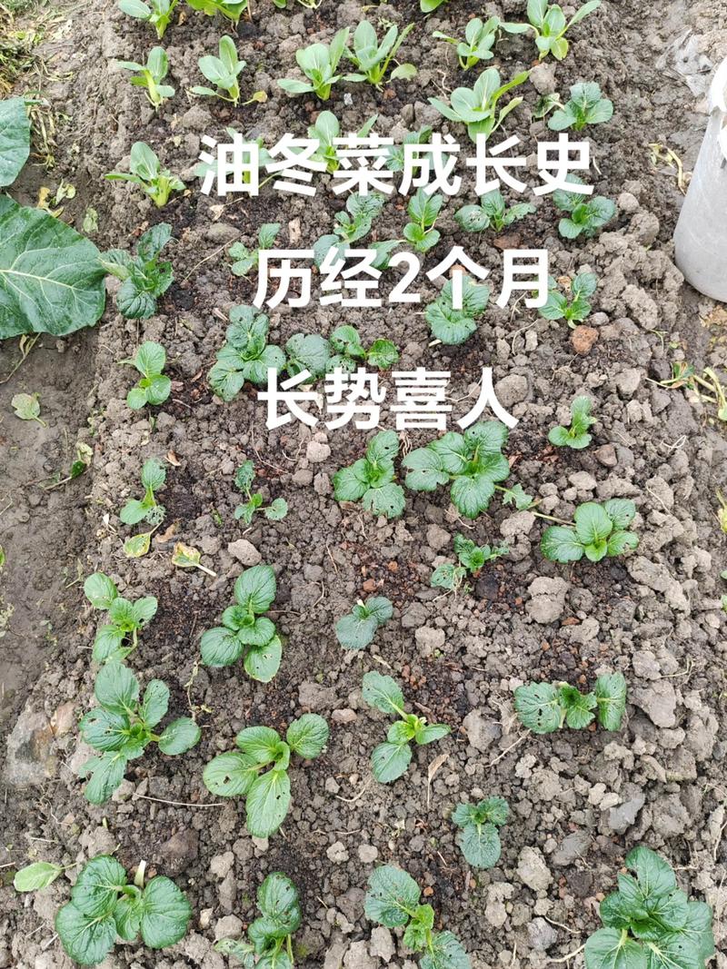 冬季种什么蔬菜最合适？-图2