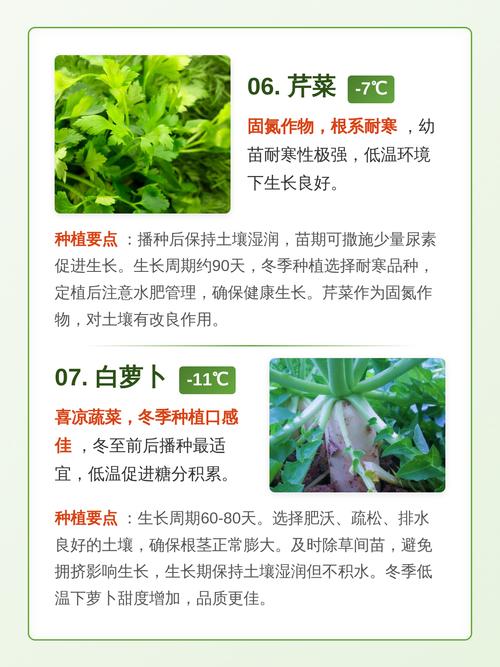 冬季种什么蔬菜最合适？-图1