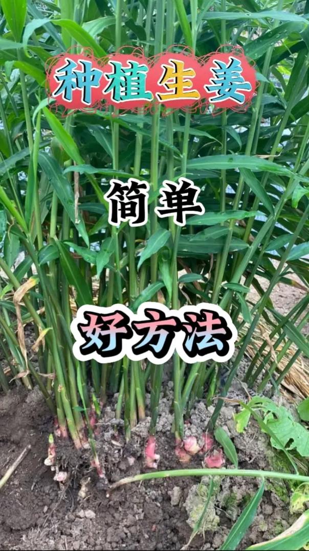农村生姜高产种植技术要点有哪些？-图2