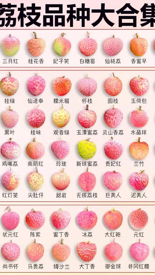 广东荔枝品种知多少？-图1