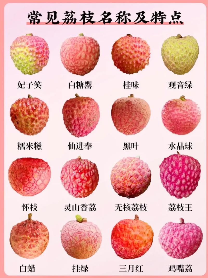 广东荔枝品种知多少？-图3