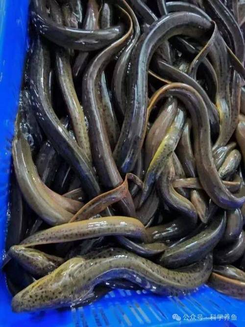 全国野生黄鳝价格多少钱一斤？-图1