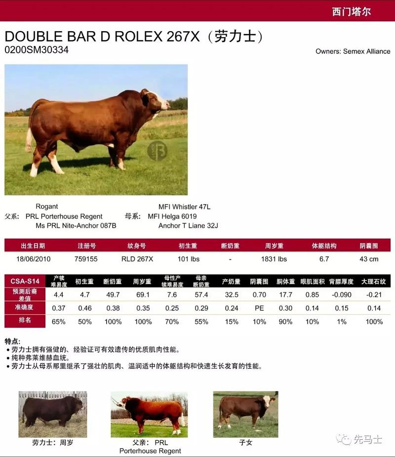 西门塔尔牛的品种介绍-图1 西门塔尔牛的品种介绍-图1