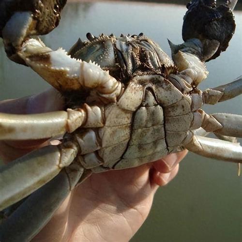 野生螃蟹养殖技术视频-图2