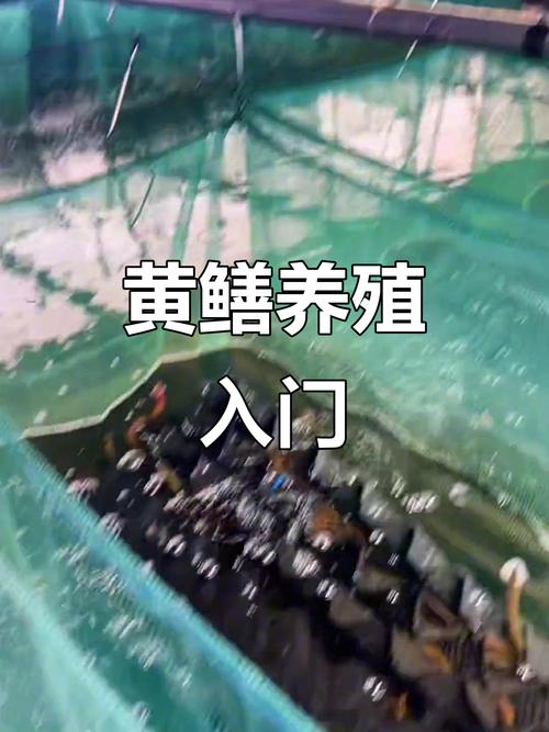 农村黄鳝养殖技术有哪些关键要点？-图1