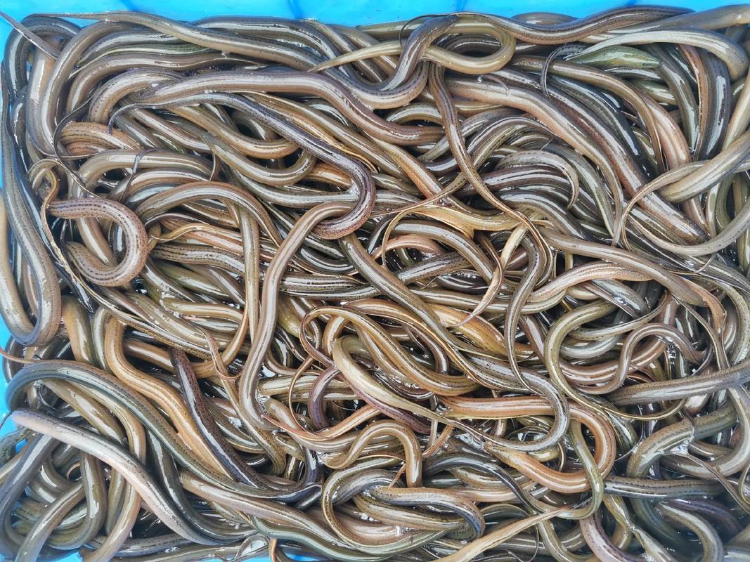 农村黄鳝养殖技术有哪些关键要点？-图2